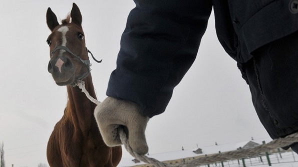 В Ессентуках по факту хищения лошадей возбуждено уголовное дело