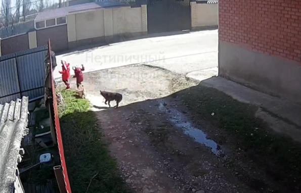Нападение собак на ребенка в Ставрополе