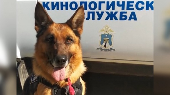 Собака МВД России, обнаружившая наркотики 