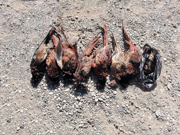 Убитые фазаны