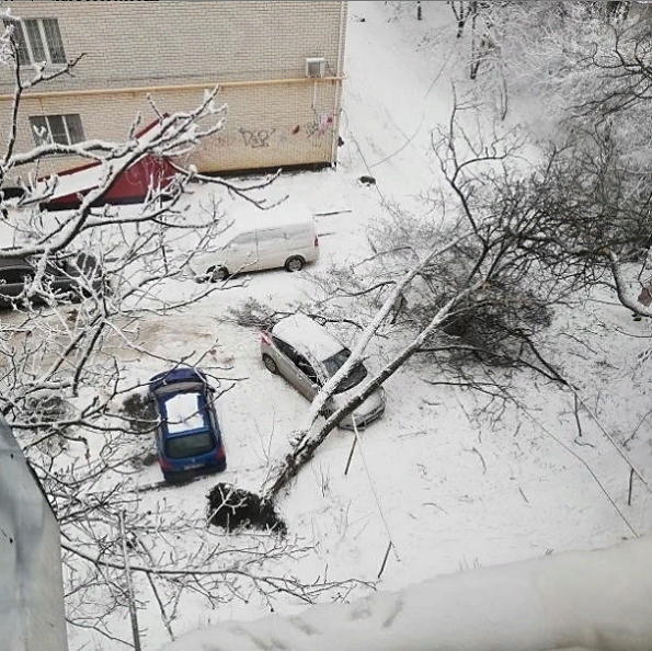 В Ставрополе дерево упало на автомобиль