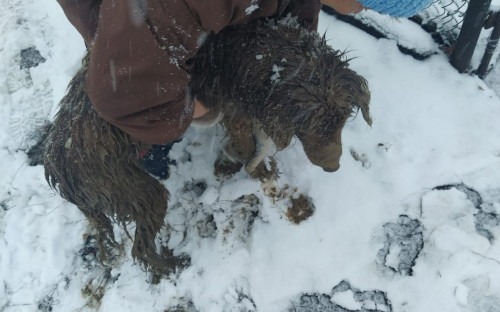 Спасение замерзшей собаки