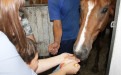 Иппотерапия: маленькие пациенты Ставропольской психиатрической больницы посетили конно-спортивный клуб