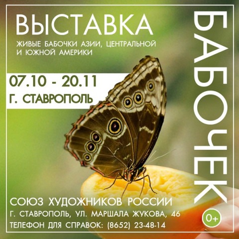 Выставка бабочек в Ставрополе