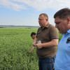 Уборка гороха в Предгорном округе
