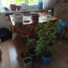 Незаконное культивирование конопли