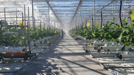 Новый тепличный комплекс мощностью 3 тысячи тонн овощей в год