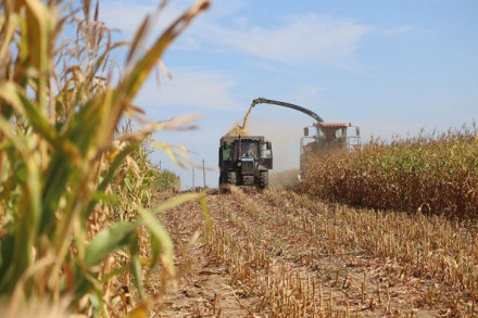 Урожай кукурузы вдвое превышает прошлогодние показатели
