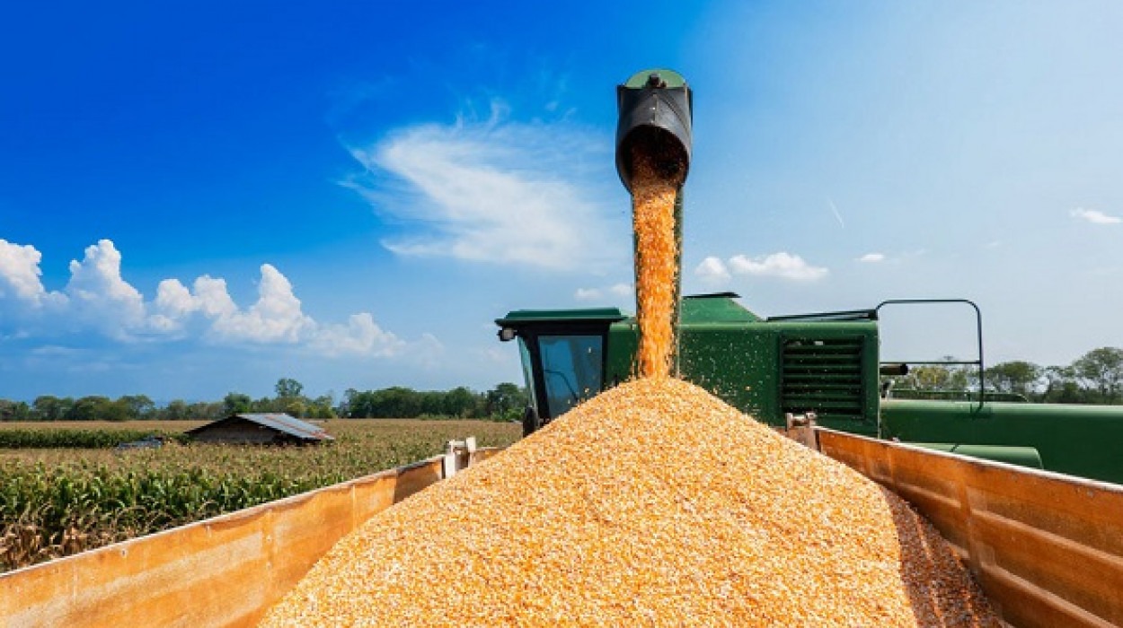 С начала 2021 года Ставрополье экспортировало более 95,6 тысяч тонн зерна в страны ближнего и дальнего зарубежья