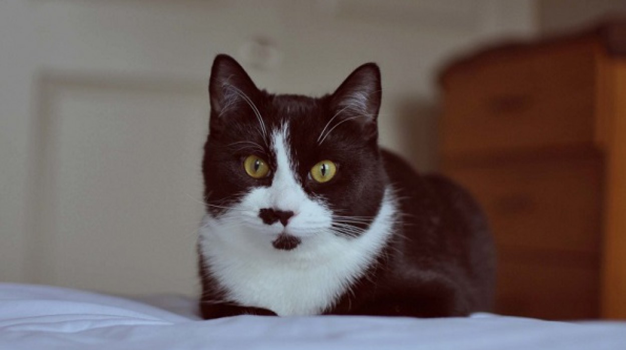 черно-белая кошка