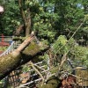 Упавшие деревья после стихии