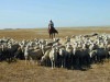 Пастух в Калмыкии