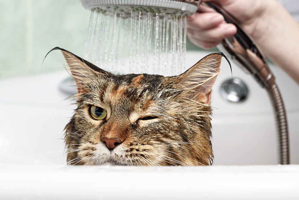 мыть кошку