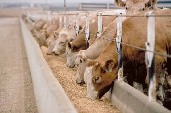 Интересные факты о коровах. Чем и как кормить, какая от них польза и т.д.
