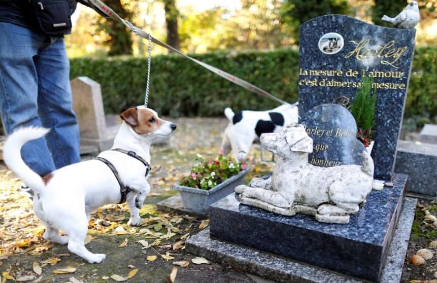 Кладбище для животных