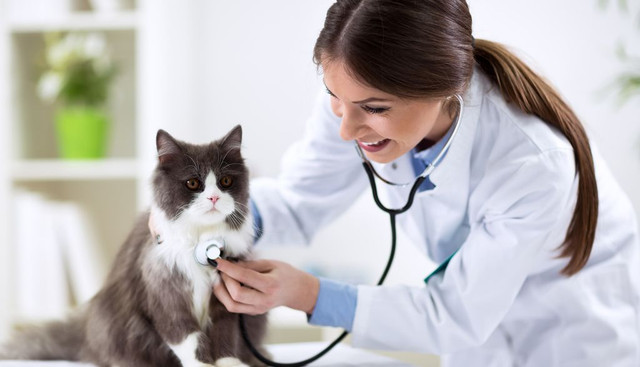 Признаки того, что ветеринар плохо лечит вашего питомца